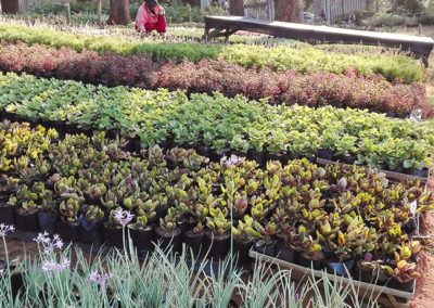 Ladybird-Landscapes-Nursery