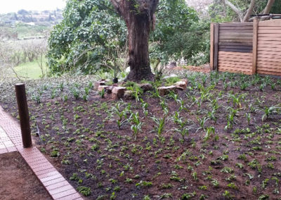 Ladybird Landscapes Planting