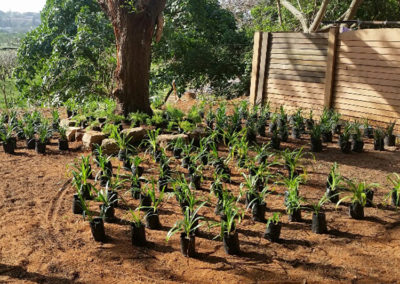 Ladybird Landscapes Planting