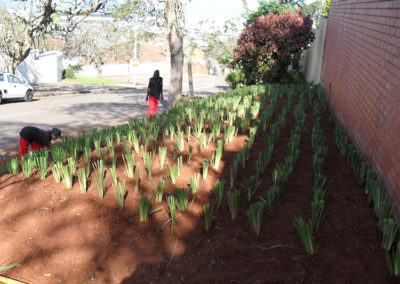 Ladybird Landscapes Planting