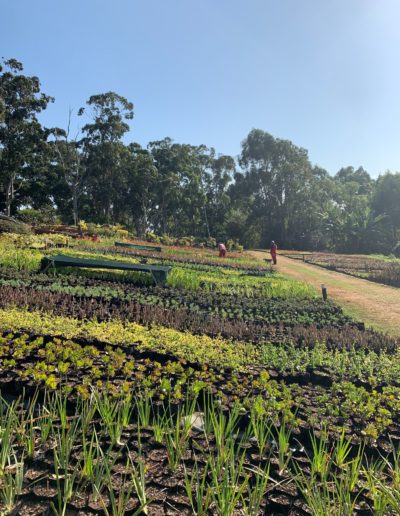 Ladybird Landscapes 43