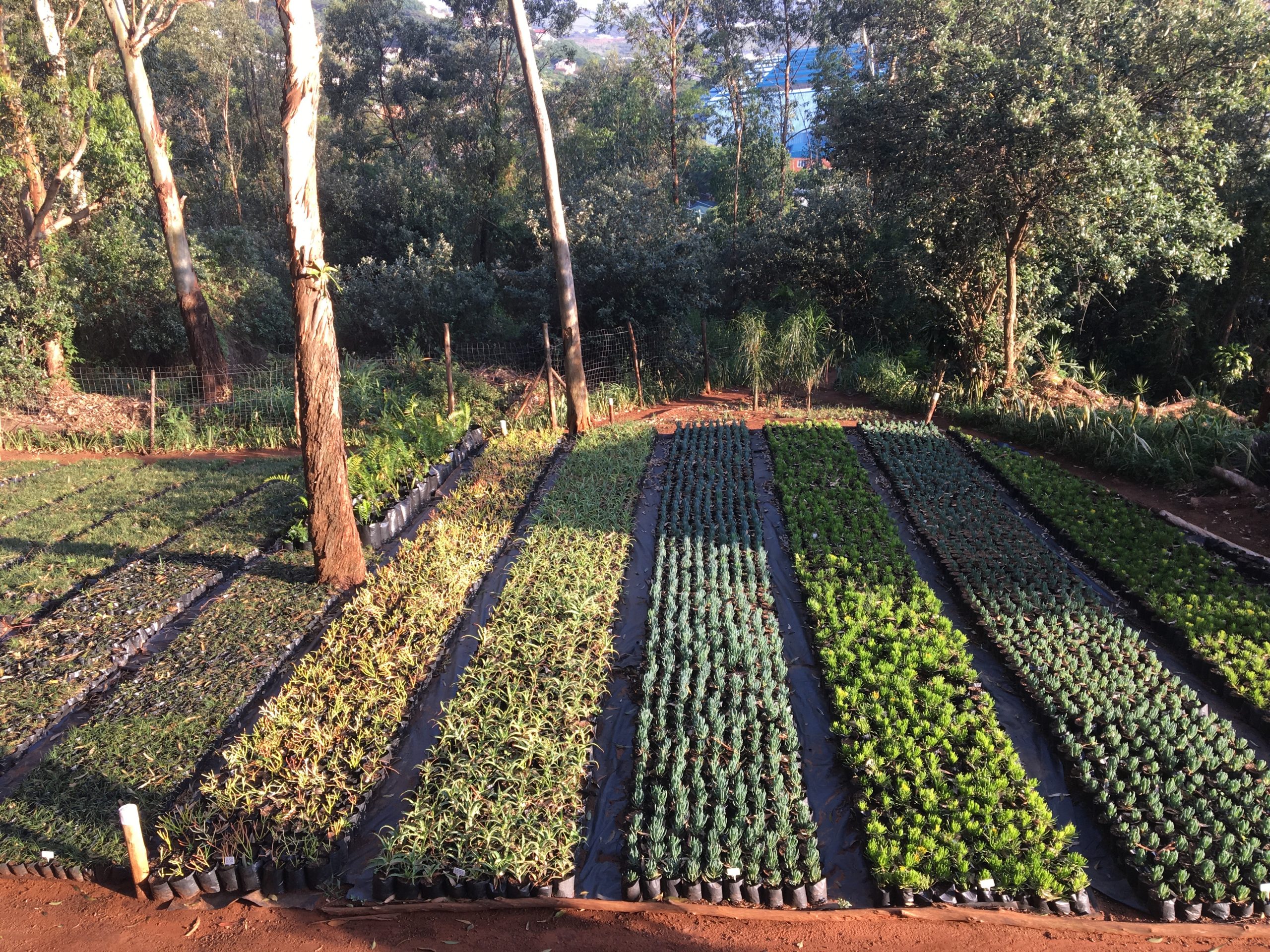 Ladybird-Landscapes-Nursery