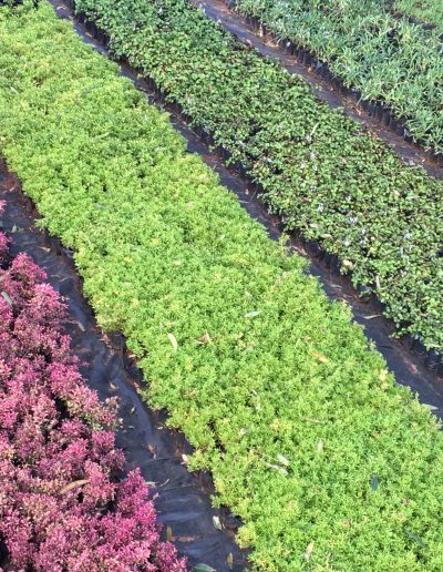 Ladybird Landscapes 20