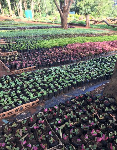 Ladybird Landscapes 21